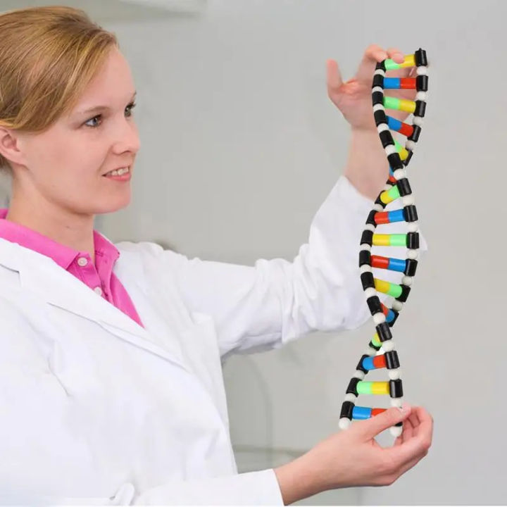 Double Helix Structure Assembly Dna Model