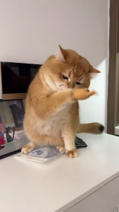 2 Pack Small Hand for Cats Tiny Hand Finger Puppets Funny Finger Photo Props Finger Puppets for Cats