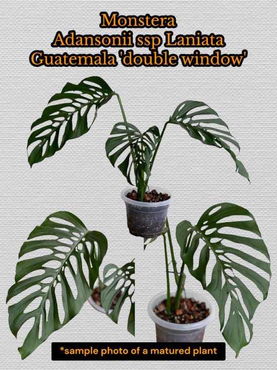 Monstera Adansonii ssp Laniata Guatemala (double window) | Lazada PH