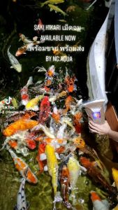 Saki Hikari อาหารปลาพรีเมี่ยมชนิดเม็ดจม ไซส์ S สูตรเร่งโต (growth) นำเข้าจากญี่ปุ่น ขนาด 1 KG. แบ่งบรรจุ ส่งไว พร้อมส่ง