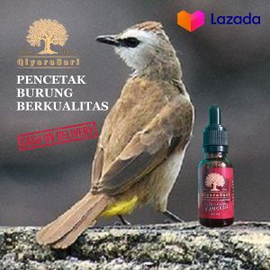 doping trucukan lomba vitamin burung trucukan Qiyara Sari 20ml
