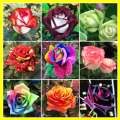 Benih Bunga Rose Jepun - 玫瑰种子 Mixed 6 Seeds Rose Flower Seeds Japanese Roses Plants Seeds for Planting Biji Benih Bunga Pokok Bunga Hidup Pokok Bunga Hidup Tahan Panas Bonsai Tree Live Plant Air Plant Real Plant Indoor Plants Flower Seeds Malaysia. 