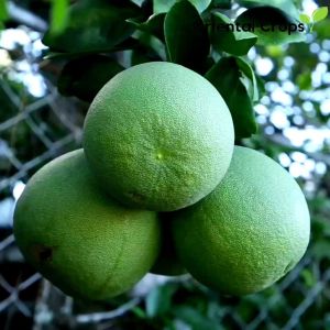 dahon ng suha fresh leaves or seeds for planting fruit plant