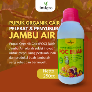 Pupuk Pelebat Buah Jambu Air / Obat Pupuk Penyubur Tanaman Buah Jambu Air / Pembesar Buah Jambu Air
