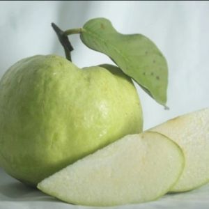 Selamat Datang Ditoko Kami Bibit Jambu Kristal Putih Jumbo Sudah Berbuah Cocok Untuk Perkebunan Maupun Tambulapot Siap kirim" Seluruh Nusantara Bisa COD (Bayar Setelah Barang Ditrima Silahkan Langsung Di cekout