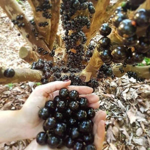 Bibit TANAMAN ANGGUR PRECO Bibit Anggur Pohon Besar Tinggi 1 Meter Siap Berbuah