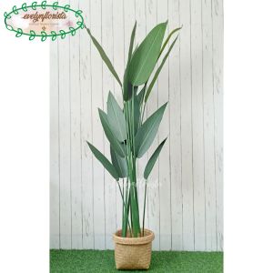 Pohon Hias Pohon Pisang Heliconia T150 Latex Pot Dasar Hitam Cover Purun Hiasan Cafe Aesthetic