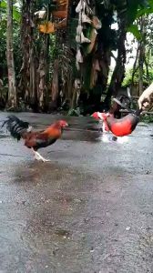 Dummy Cock Training: Good Leather Materials for Sexual Health Aid