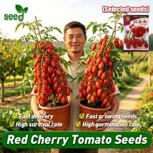 [Selected Seeds] 300pcs/pack Red Sweet Cherry Tomato Seeds for Planting Vegetables Dwarf Cherry Tomatoes Seeds Garden Balcony Bonsai Cherry Tomato Seeds Vegetable Seeds for Gardening Potted Fruit Bearing Tree Seeds Cherry Tomato Live Plant Fruit Seeds