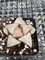 Augustfame - Haworthia splendens Taj Mahal 泰姬陵寿 succulent. 