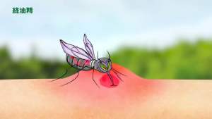 DẦU GIÓ XANH ĐÀI LOAN GREEN OIL 3G/5G/10G - TW MALL