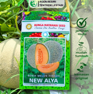 Benih Melon Orange Hibrida NEW ALYA 100 Seed Cap Bunga Matahari Lebat Manis Kebun dan Hidroponik