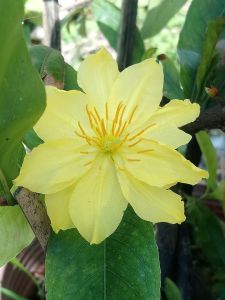 Cây mai giảo Thái Lan-cây ghép 2 mùa