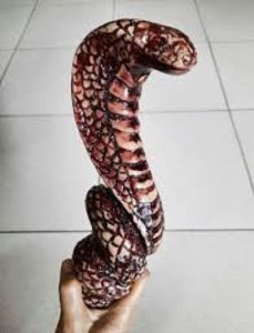 Shift Knob Perseneleng Mobil Ukuran 17/ Knob Motif Cobra Mini Cobra Smail variant FULL WARNA