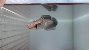 [READY STOCK] Ikan Channa Fish-Channa Maru Yellow Sentarum (Pellet Trained)