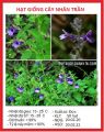 Hạt Giống Cây Nhân Trần - ( cây dược liệu) - Gói 200 hạt.