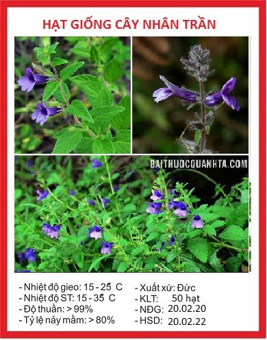 H%E1%BA%A1t%20Gi%E1%BB%91ng%20C%C3%A2y%20Nh%C3%A2n%20Tr%E1%BA%A7n%20-%20(%20c%C3%A2y%20d%C6%B0%E1%BB%A3c%20li%E1%BB%87u)%20-%20G%C3%B3i%20200%20h%E1%BA%A1t%20-%20Image%203