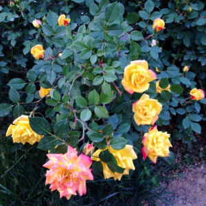 【5700次回购】微型月季花苗超微多头迷你阳台室外露台植物花卉盆栽四季开花网红