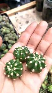 อิชินอฟซิส ซับเดนูดาต้า ลูกเต๋า บอลลูน