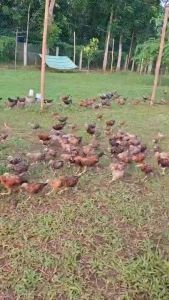 BATTLECOCK Premoxil Powder 1Kilo Antibiotic Para Sa Pig Chicken Gamefowl Respiratory Support