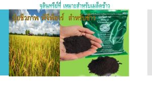 ปุ๋ยชีวภาพ พีจีพีอาร์ เหมาะสำหรับทำนาข้าว ใช้คลุกเมล็ดข้าวหว่านก่อนปลูก