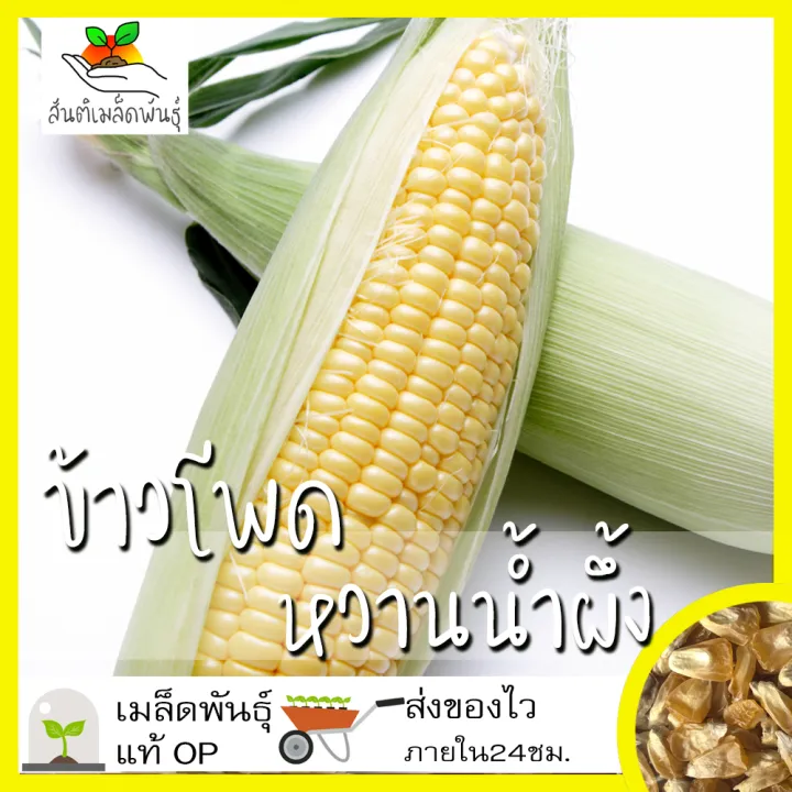 เมล็ดพันธุ์ข้าวโพดหวาน ฮันนี่ซีเลค Honey Select Sweet Corn นำเข้า