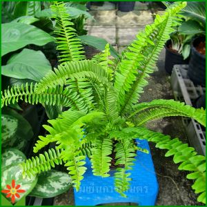 ต้นเฟิร์นใบมะขาม ในกระถาง 5.5นิ้ว เฟิร์นใบมะขาม ต้นเฟิร์น
