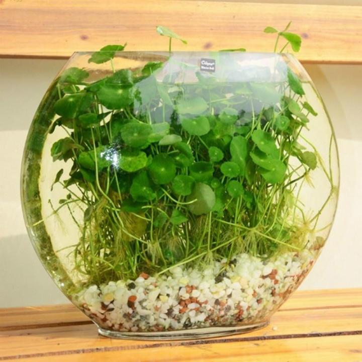 LOCAL READY STOCK 50Pcs/bag Copper Grass Pilea Seeds Cold Water Flower