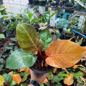 ต้นกุมารแดงเรียกทรัพย์ หรือ ฟิโลเดนดรอน เชอรี่เรดพร้อมกระถาง 6นิ้ว ต้นไม้มงคล ต้นไม้ฟอกอากาศ ต้นไม้ปลูกในบ้าน ต้นไม้มงคล ต้นไม้ฟอกอากาศ ต้นไม้ปลูกในบ้าน ต้นไม้มงคลปลูกในบ้าน ต้นไม้ด่าง