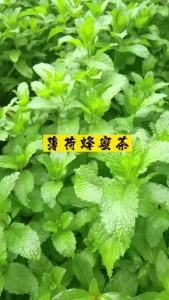 Natural Mint Tea Refreshing & Calming Herbal Drink No Additives Daily Relaxation Beijing Tong Ren Tang Mint Tea 35g