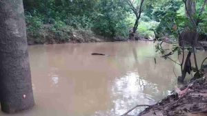 jump frog geol 5 cm Rft Mancing