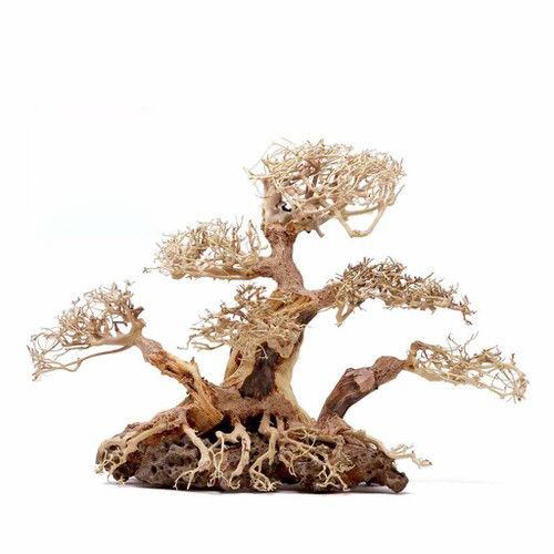C%C3%A2y%20L%C5%A9a%20Bonsai%203%20th%C3%A2n%20-%20Trang%20Tr%C3%AD%20H%E1%BB%93%20C%C3%A1%20-%20B%E1%BB%83%20C%C3%A1%20Th%E1%BB%A7y%20Sinh%20-%20%5B%20X%C6%B0%E1%BB%9Fng%20TS%20Online37%5D%20-%20Image%204
