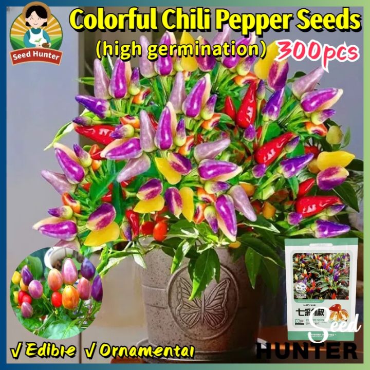 Fresh Rare Bolivian Rainbow Colorful Chili Pepper Seeds for Planting  Vegetables (Fast Growing 300pcs) High Yield