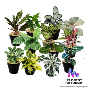 SUPER HEMAT! Paket 12 Jenis Calathea Koleksi Lengkap Tanaman Hias Daun Eksotis!