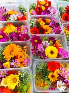 Fresh Organic Edible Flower (Mix) Cameron Highlands 25gm± 金马仑有机食用花卉 (Delivery Friday Only) Edible Decorative Flowers - Lazada