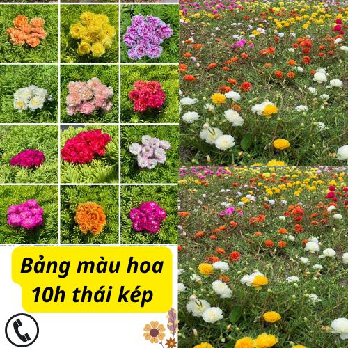 Hoa mười giờ thái kép 12 màu, hoa nở cả ngày hoa cánh kép lớn. | Lazada.vn