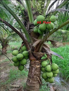 Bibit Kelapa Kopyor Genjah Cepat Berbuah Super