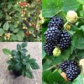 Bibit Tanaman Blackberry. 