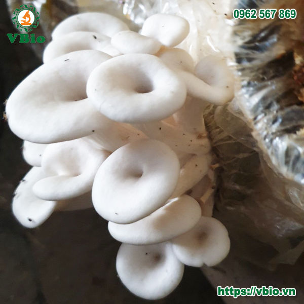 10%20ph%C3%B4i%20n%E1%BA%A5m%20s%C3%B2%20tr%E1%BA%AFng%20-%20b%E1%BB%8Bch%20n%E1%BA%A5m%20b%C3%A0o%20ng%C6%B0%20-%20b%E1%BB%8Bch%20ph%C3%B4i%20n%E1%BA%A5m%20-%20Image%203