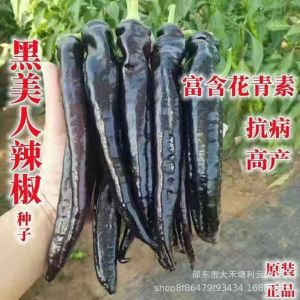 Black chili beauty chili purple-skinned chili purple bell pepper a complete collection of balcony vegetables for all seasons