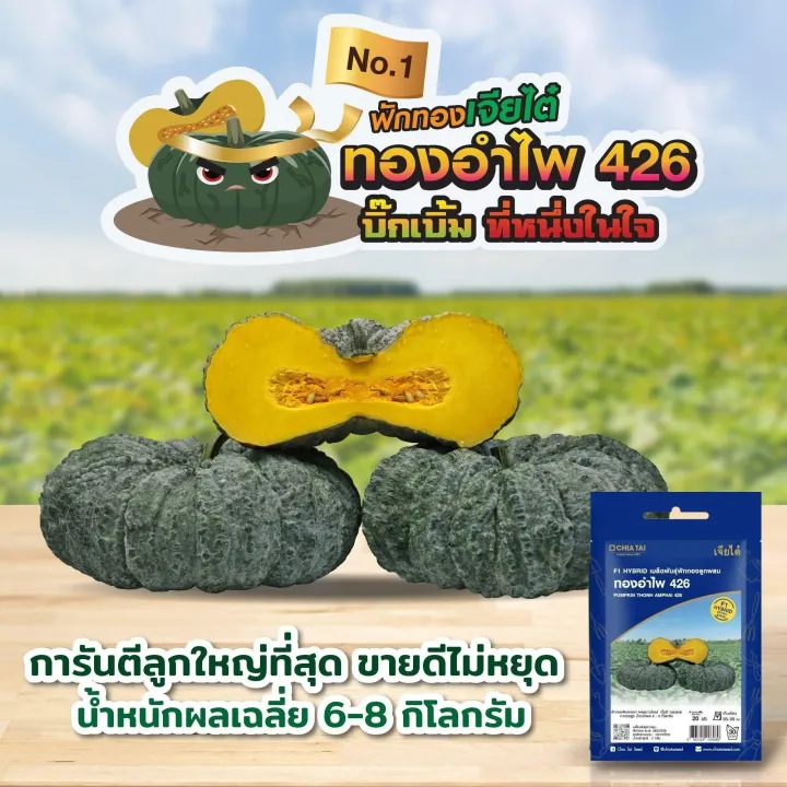 เมล็ดฟักทอง ทองอำไพ426 ตราเจียไต๋ อัตรางอกสูง