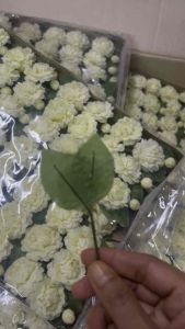 มะลิเข็มกลัดวันแม่#ขายส่ง1กล่องมี100ดอก