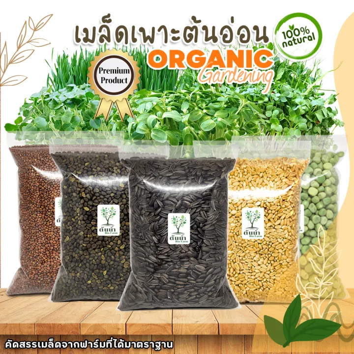 เมล็ดต้นอ่อน Organic100% สำหรับเพาะผักบุ้ง ทานตะวัน