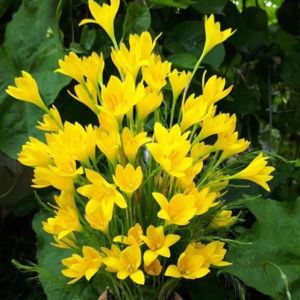 Củ huệ mưa hoa màu vàng -5 củ-thời gian ra hoa 1 tháng