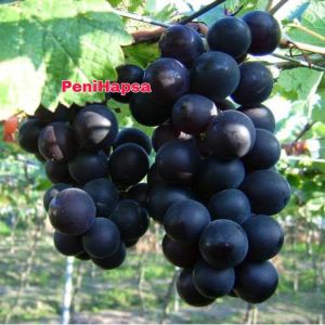 Bibit Anggur Kyoho Import Asli Grafting Cepat Berbuah