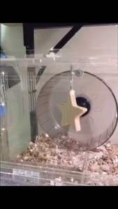 อุปกรณ์ตกแต่งภายในกรง โมบายแขวน สำหรับชินชิลล่า นก กระรอก แกสบี้ บูชเบบี้ หนูแฮมเตอร์ สวยงาม ไม้สนเกรด