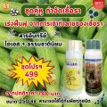 แตงกวา ใบไหม้ ใบจุด ราแป้ง ราน้ำค้าง โรคราต่างๆ ป้องกันและกำจัดด้วย ไอเอส และเร่งฟื้นฟูด้วย ปุ๋ย FK-T. 