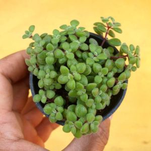 ต้นไม้อวบน้ำ กุหลาบหิน แครสซูลา ฟรากิริส Crassula fragillise #กุหลาบหิน #succulents