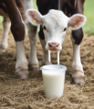 1kg Susu gantian milk replacer bagi anak lembu anak kambing pure susu haiwan milk powder for calf and baby goats kids. 