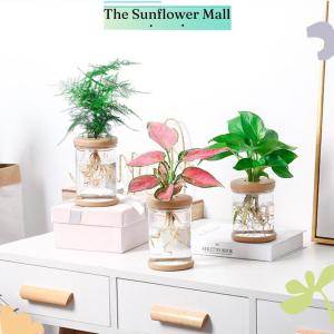 Sunflower Transparent Flower Pot Hydroponic Automatic Water Absorption Plastic Flower Pot